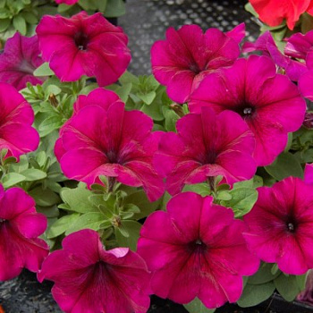 Петуния грандифлора Лимбо Джи Пи Бургунди