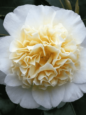 Камелия японская Brushfield yellow