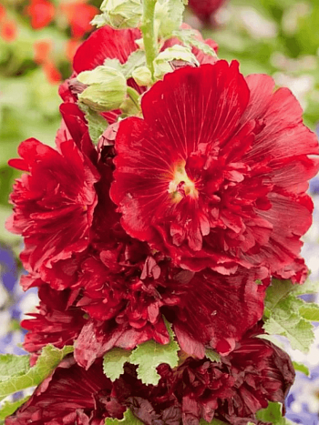 Мальва розовая Spring celebrities crimson