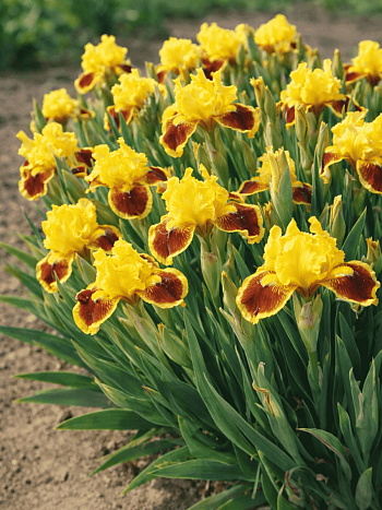 Ирис карликовый Splash of Red