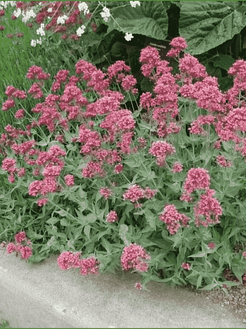 Кентрантус Ruber Coccineus