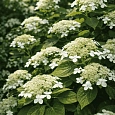 Гортензия древовидная Radiata