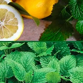 Мелисса лекарственная Лимонные дольки