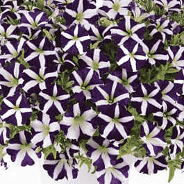Петуния Amore Purple (Кашпо)
