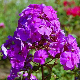 Флокс метельчатый Аметист Флокс метельчатый Аметист