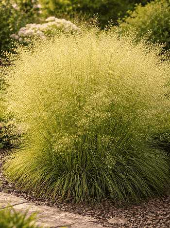 Щучка дернистая Tautrager