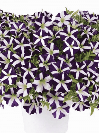 Петуния Amore Purple (Кашпо)