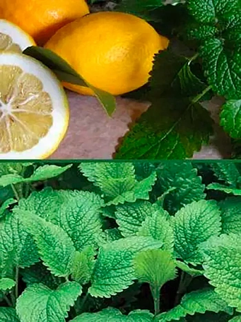 Мелисса лекарственная Лимонные дольки