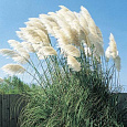 Кортадерия Селло White Plume