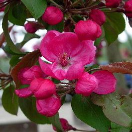 Яблоня декоративная Мокум (кустовая форма)