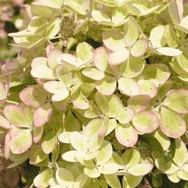 Гортензия метельчатая Pastel Green ТОЛЬКО САМОВЫВОЗ