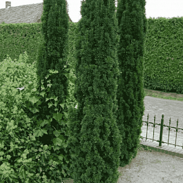 Тис ягодный Fastigiata Robusta