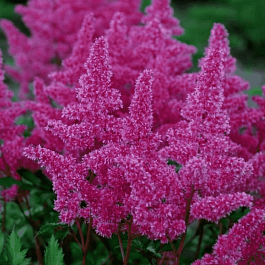 Астильба японская Rhytm and Beat