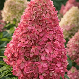 Гортензия метельчатая Gardenlight Redlight
