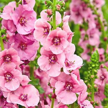 Коровяк гибридный Пинк Домино