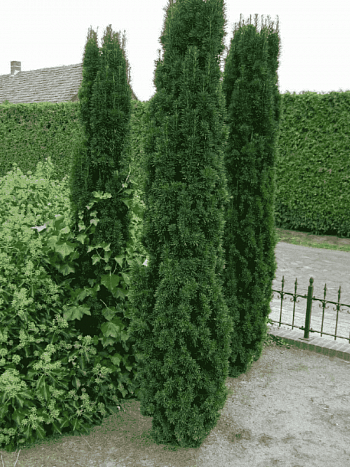 Тис ягодный Fastigiata Robusta