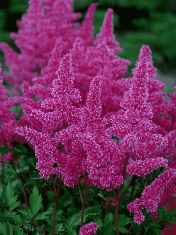 Астильба японская Rhytm and Beat