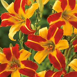 Лилейник Frans Hals