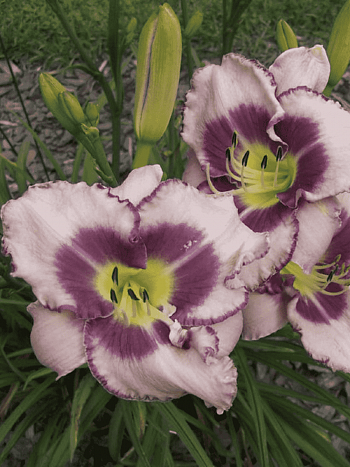 Лилейник Edge Ahead