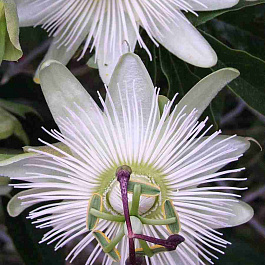 Маракуйя съедобная Constance Eliott