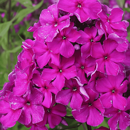 Флокс метельчатый Vincent van Gogh