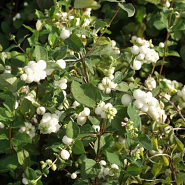 Снежноягодник доренбози Вайт Хэйдж Снежноягодник доренбози Вайт Хэйдж