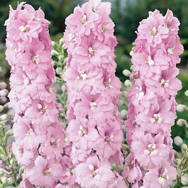 Дельфиниум гибридный Петтикоут