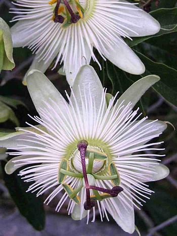 Маракуйя съедобная Constance Eliott