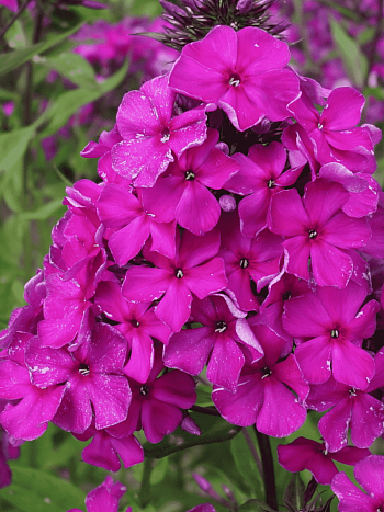 Флокс метельчатый Vincent van Gogh