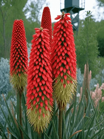 Книфофия ягодная 