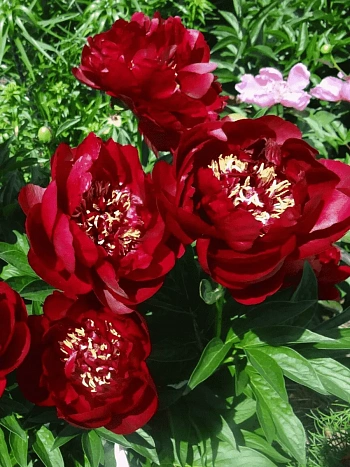 Пион Молочноцветковый Buckeye Belle