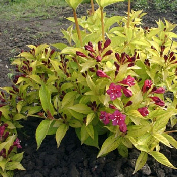 Вейгела гибридная Олимпиада