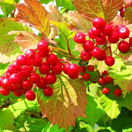 Калина красная Шукшинская