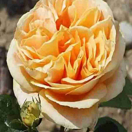 Роза Чайно-гибридная Candlelight