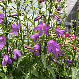 Колокольчик рапунцелевидный Кэмбелл Блю