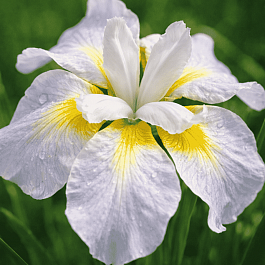 Ирис сибирский Ama no Hana