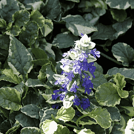 Живучка ползучая Variegata