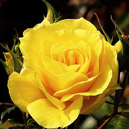 Роза чайно-гибридная Фриско