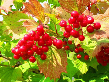 Калина красная Шукшинская