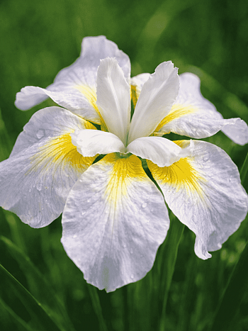 Ирис сибирский Ama no Hana