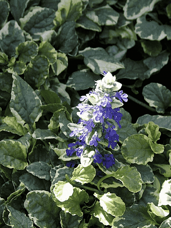 Живучка ползучая Variegata