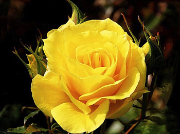 Роза чайно-гибридная Фриско