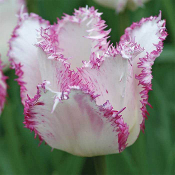 Тюльпан бахромчатый Ариа Кард