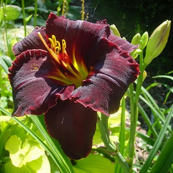 Лилейник гибридный Лонгфилдз Блэк Мэджик