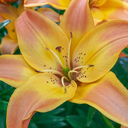 Лилия азиатская Изи Фэнтази