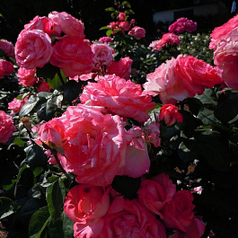 Роза чайно-гибридная Пинк Пантера