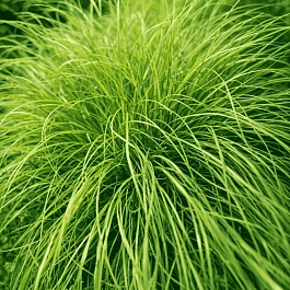 Осока власовидная Frosted Curls