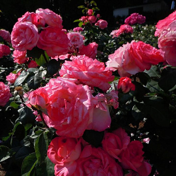 Роза чайно-гибридная Пинк Пантера