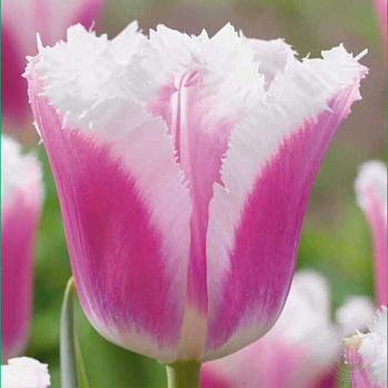 Тюльпан бахромчатый Сиеста