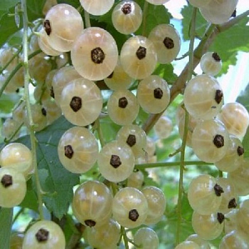 Смородина белая Белка Смородина белая Белка